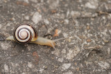 Escargot de jardin (White-lipped Snail)