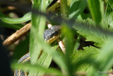 Couleuvre raye (Common gartersnake)