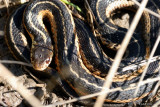 Couleuvre rayée (Common gartersnake)
