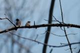 Tyran tritri jeune (Eastern Kingbird)