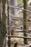 Tyran tritri jeune (Eastern Kingbird)