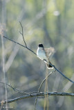 Tyran tritri (Eastern Kingbird)