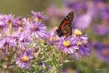 Papillon Monarque (Monarch butterfly) Danaus plexippus