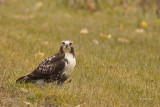 Buse à queue rousse (Red-tailed hawk)