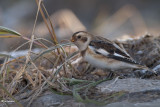 Plectrophane des neiges (Snow bunting)