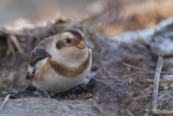 Plectrophane des neiges (Snow bunting)