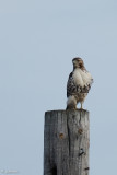 Buse à queue rousse (Red-tailed hawk)
