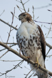 Buse à queue rousse (Red-tailed hawk)