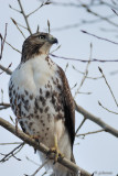 Buse à queue rousse (Red-tailed hawk)
