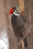 Grand pic female (Pileated woodpecker)