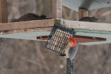 Pic  ventre roux mle (Red-bellied woodpecker)