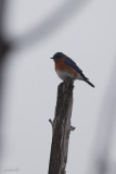 Merle bleu de lest (Eastern bluebird)