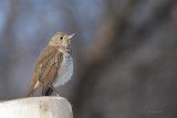 Grive solitaire (Hermit thrush)