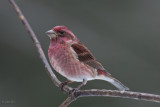 Roselin pourpr (Purple finch)