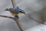 Sittelle  poitrine rousse (Red-breasted nuthatch)