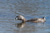 Grbe  bec bigarr (Pied-billed grebe)