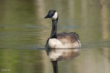 Bernache du Canada (Canada goose)