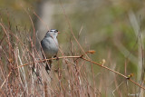 Bruant  couronne blanche (White-crowned sparrow)