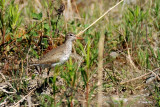 Chevalier grivelé (Spotted sandpiper)