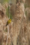 Paruline jaune (Yellow warbler)