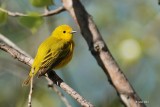 Paruline jaune (Yellow warbler)