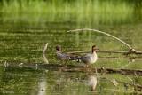 Sarcelle d'hiver (Green-winged teal)