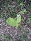 Ortie (Stinging nettle) ?