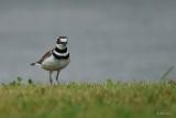 Pluvier kildir (Killdeer)