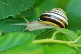 Escargot  des bois (Grove snail)