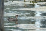 Sarcelle dhiver (Green-winged teal)