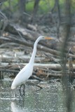 Grande aigrette (Great egret)