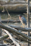 Hron vert (Green heron)