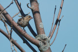 Roseline familier (House finch)