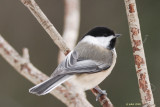 Msange  tte noire (Black capped chickadee)