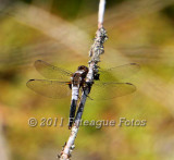 Gull Bay 11-635a dragonfly.JPG