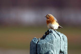 Bluebird in December at Battlefield Park.jpg