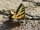 Butterfly 3480.jpg