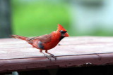 Cardinal from Hovey IMG_9947.jpg