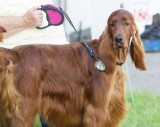 We Had An Irish Setter...