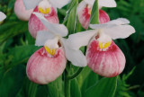 Cortland New York orchids