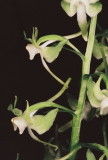 Platanthera macrophylla