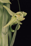 Platanthera huronensis (green bog orchid) Glacier Natl Park 7/7/11