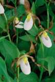 Cypripedium montanum (mountain ladys-slipper) 7/8/11