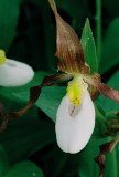 Cypripedium montanum (mountain ladys-slipper) 7/8/11