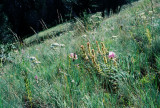 Calochortus nitidus (broad-fruit mariposa) habitat. Wapshilla Ridge Hells Canyon, Idaho. 7/28/11