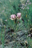 Calochortus nitidus (broad-fruit mariposa) Wapshilla Ridge Hells Canyon, Idaho. 7/28/11