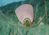 Calochortus nitidus (broad-fruit mariposa) Wapshilla Ridge Hells Canyon, Idaho. 7/28/11