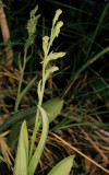 Platanthera zothecina (alcove bog orchid) same plant w. flash. Moab, UT 8/5/11
