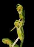 Platanthera zothecina (alcove bog orchid) Moab, UT 8/5/11