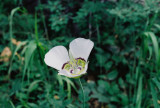 Calochortus gunnisonii (Gunnisons mariposa)  Manti La-Sal Range, UT 8/5/11